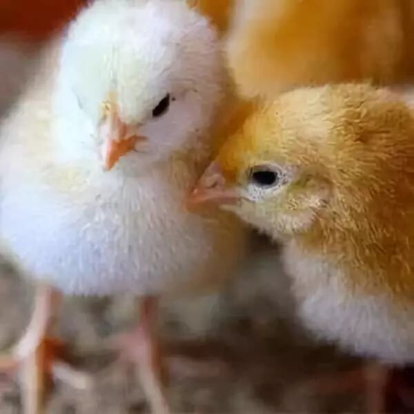 鸡传染性喉气管炎疫苗还有这几项值得关注