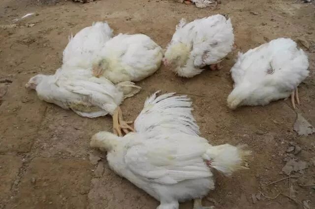 传染性法氏囊病侵袭，这些措施赶紧做！