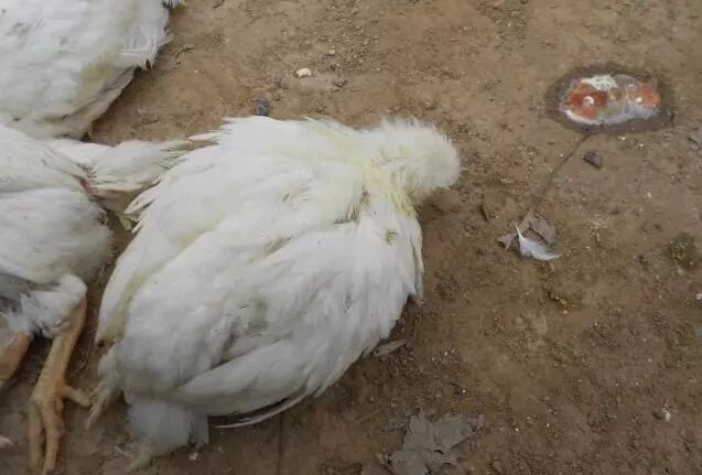 传染性法氏囊病侵袭，这些措施赶紧做！