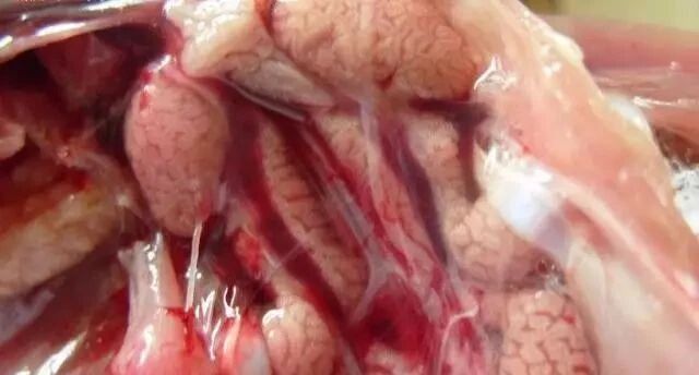 传染性法氏囊病侵袭，这些措施赶紧做！