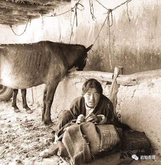 老照片再现西藏农奴的悲惨生活睡牛棚被当马骑戴铁链干活
