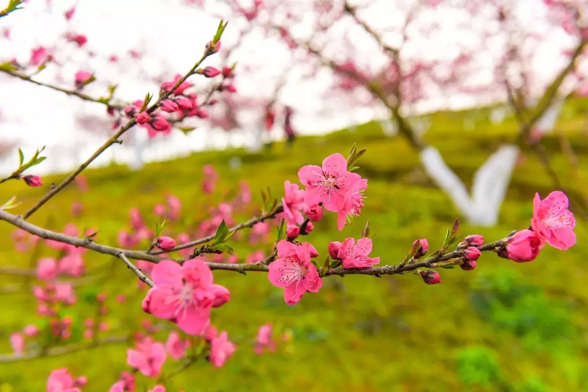 「3月7日秀丽东方桃花实景图」