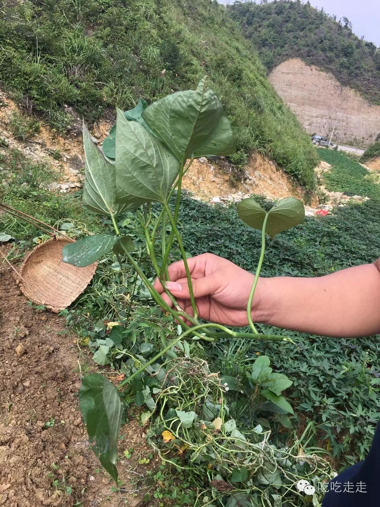 番薯不像其他作物一样需要播种,而是用这样的蕃薯藤种出来的