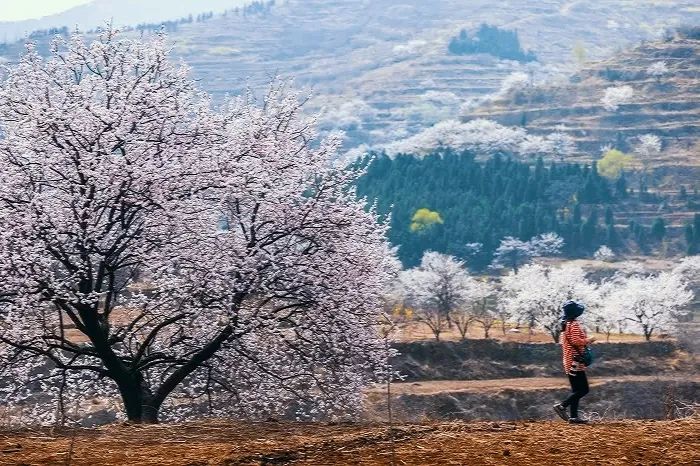 3月中旬-4月中旬烟台 里口山"十里杏花谷"杏子梢头香蕾破,淡红褪