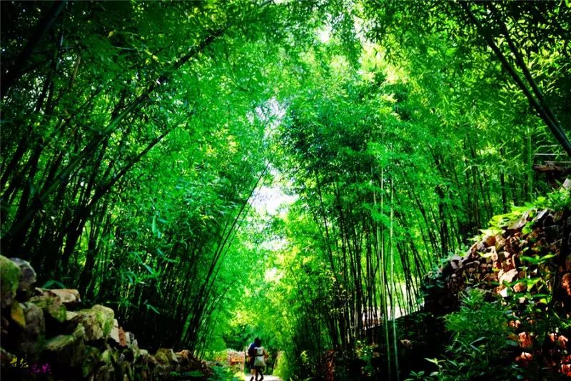 藏在城市里的七处竹林秘境,是属于北方的绿野仙踪!