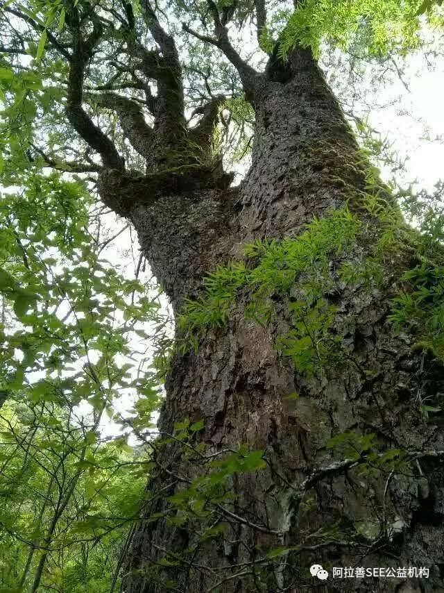 藏在深山千年,被遗忘半个世纪,中国最美的植物园将毁灭还是重生?