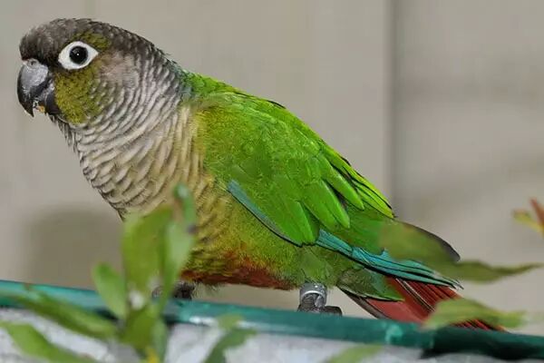 人工豢养下的绿颊锥尾鹦鹉繁衍难度不高,照顾得宜的话一整年都可以