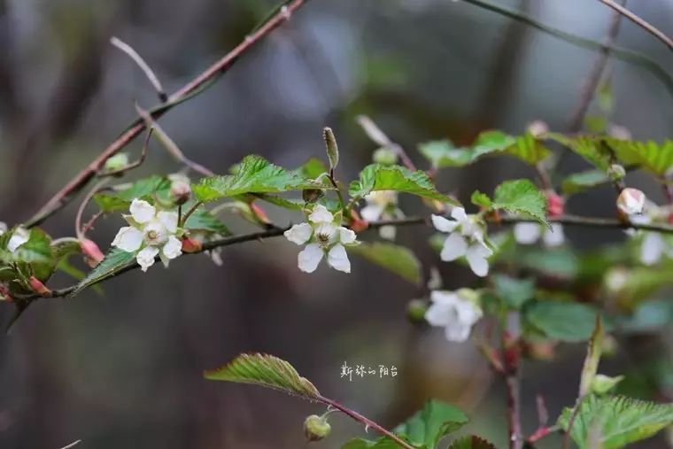 下山时,见到了一些些山莓正开花.