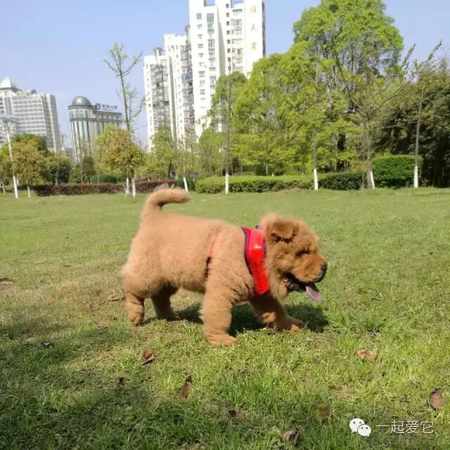 狗蛋在家里搞破坏每次都抓不到现形,也会对它进行惩罚措施.