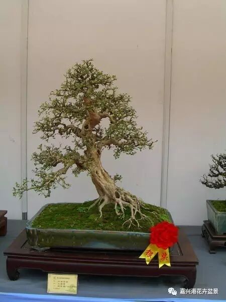 图解 自然类树桩盆景的造型样式