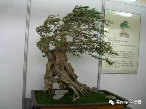 图解 自然类树桩盆景的造型样式