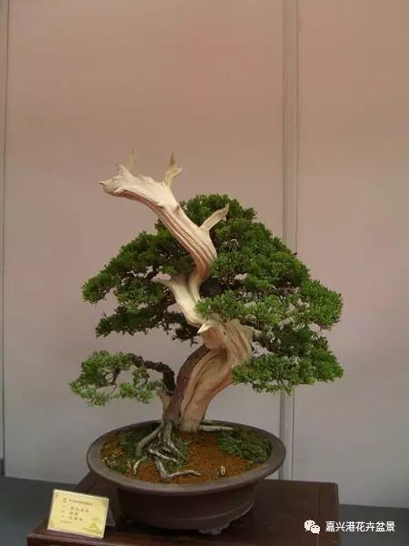 图解 自然类树桩盆景的造型样式