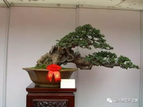 图解 自然类树桩盆景的造型样式