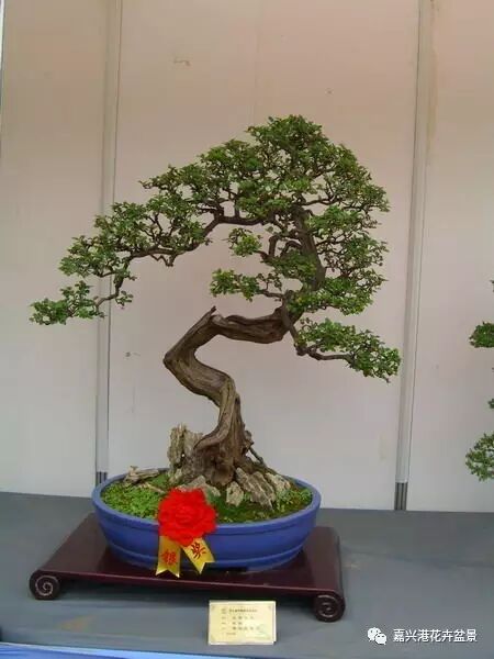 图解 自然类树桩盆景的造型样式