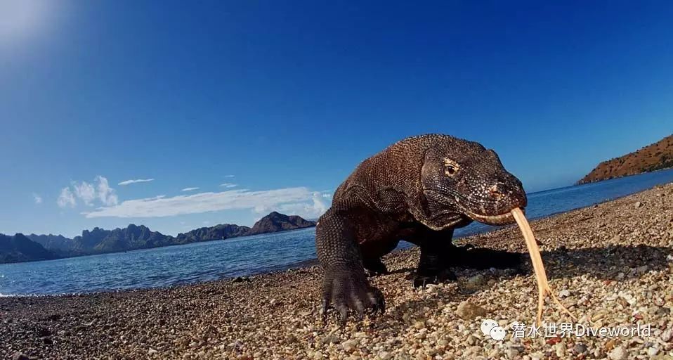 【船宿】印尼科莫多komodo船宿潜水指南