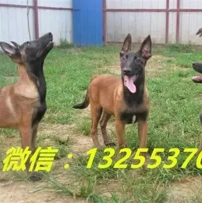 三个月马犬价格马犬哪里有卖的多少钱