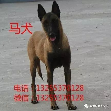 马犬幼犬多少钱格力犬幼犬价格