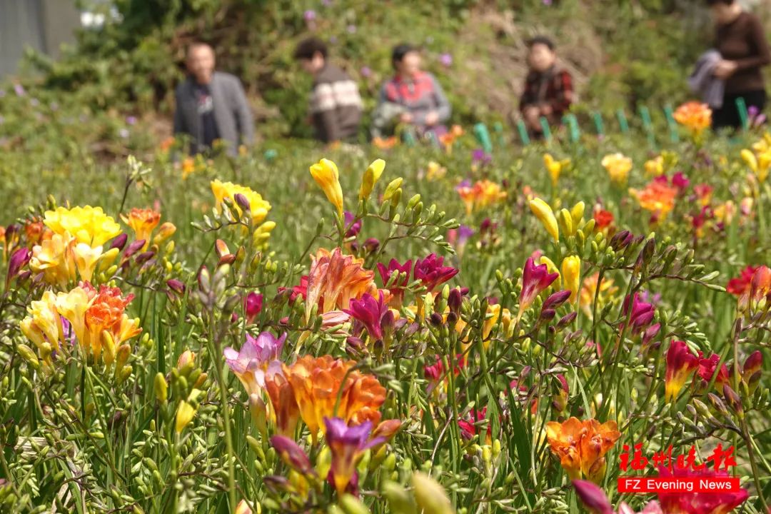 花海公园里的小苍兰（资料图）.jpg