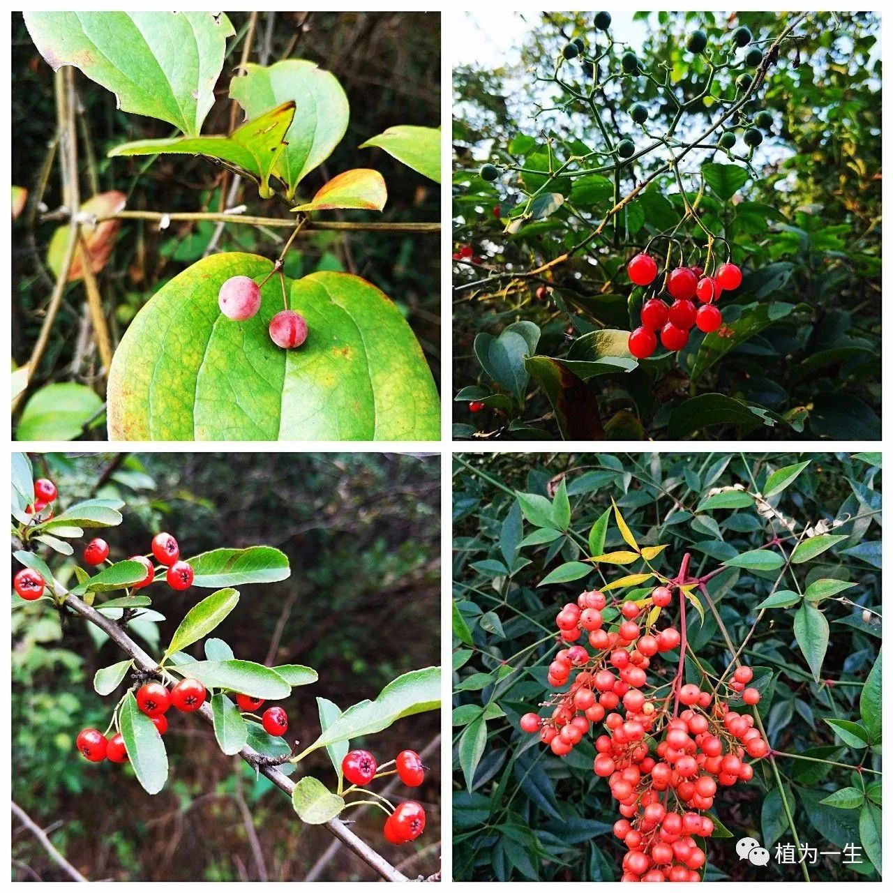 各种红色果实,分别来自菝葜(左上),白英(右上),火棘(左下)和南天竺(右