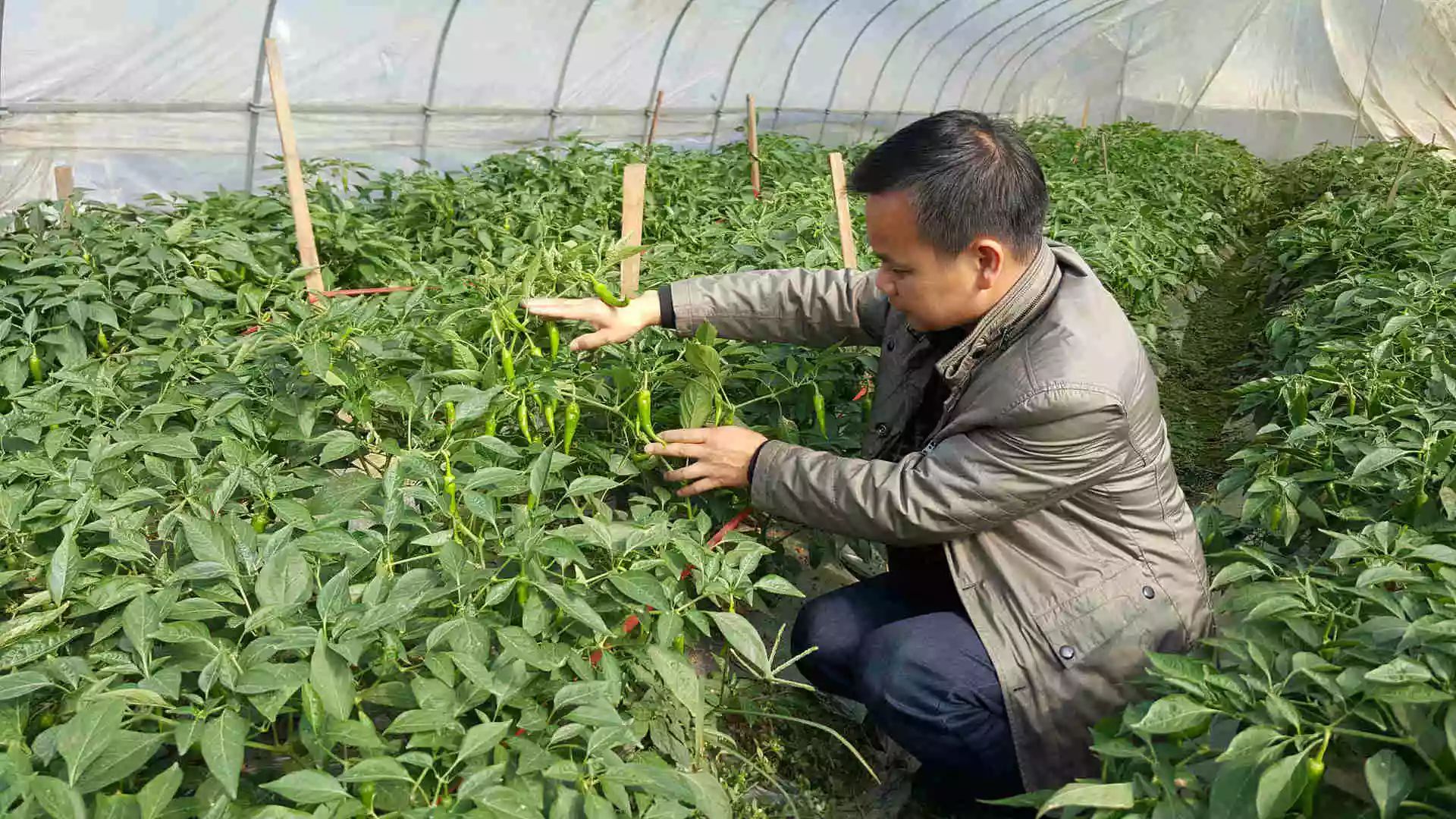 早春辣椒和秋延后辣椒种植栽培是浏阳这几年蔬菜产业设施栽培的一大