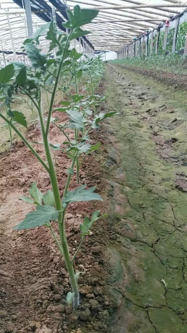 技术 秋茬番茄植株长势弱 花芽分化不良 雌花少 坐果难 到底该怎么办 新农业圈 微信公众号文章阅读 Wemp