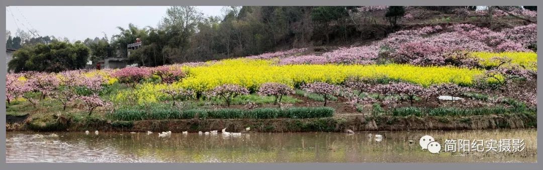 【简阳纪实摄影】平武镇首届桃花节开幕