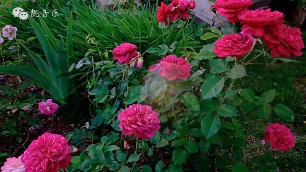 收录于合集⭐早安！夏日里最后的玫瑰