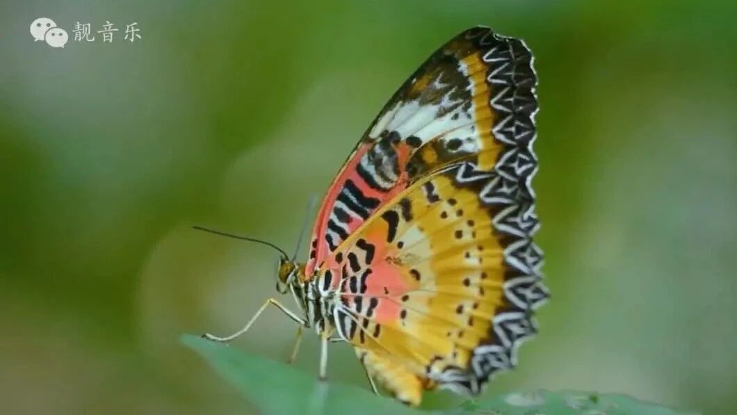 早安问候，吉祥安康！