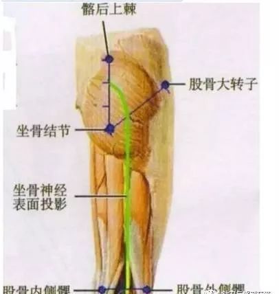 干货 体表神经解剖大全 赶快收藏 自由微信 Freewechat