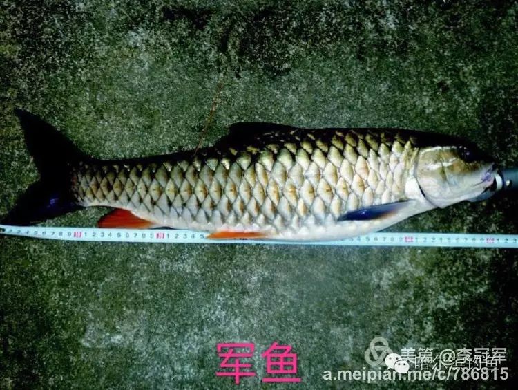中国常见淡水鱼名称对照,图文并茂教会你认识淡水鱼