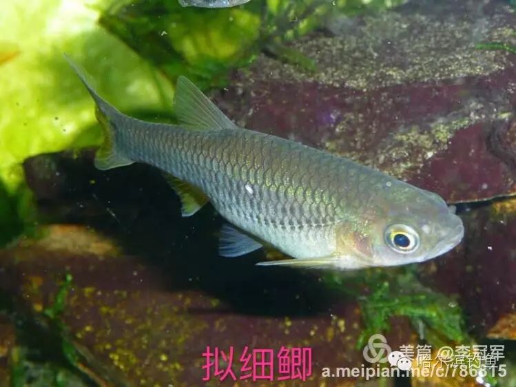 中国常见淡水鱼名称对照,图文并茂教会你认识淡水鱼