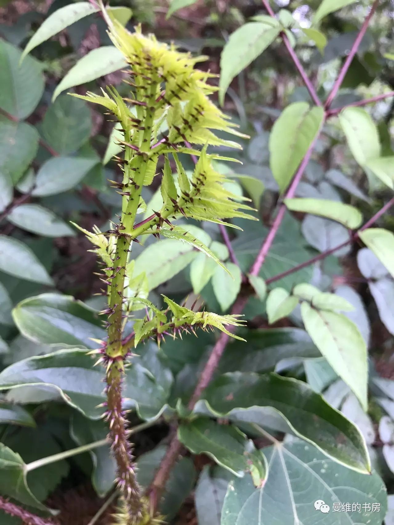 家乡(黔东北)植物辨识图谱(一)