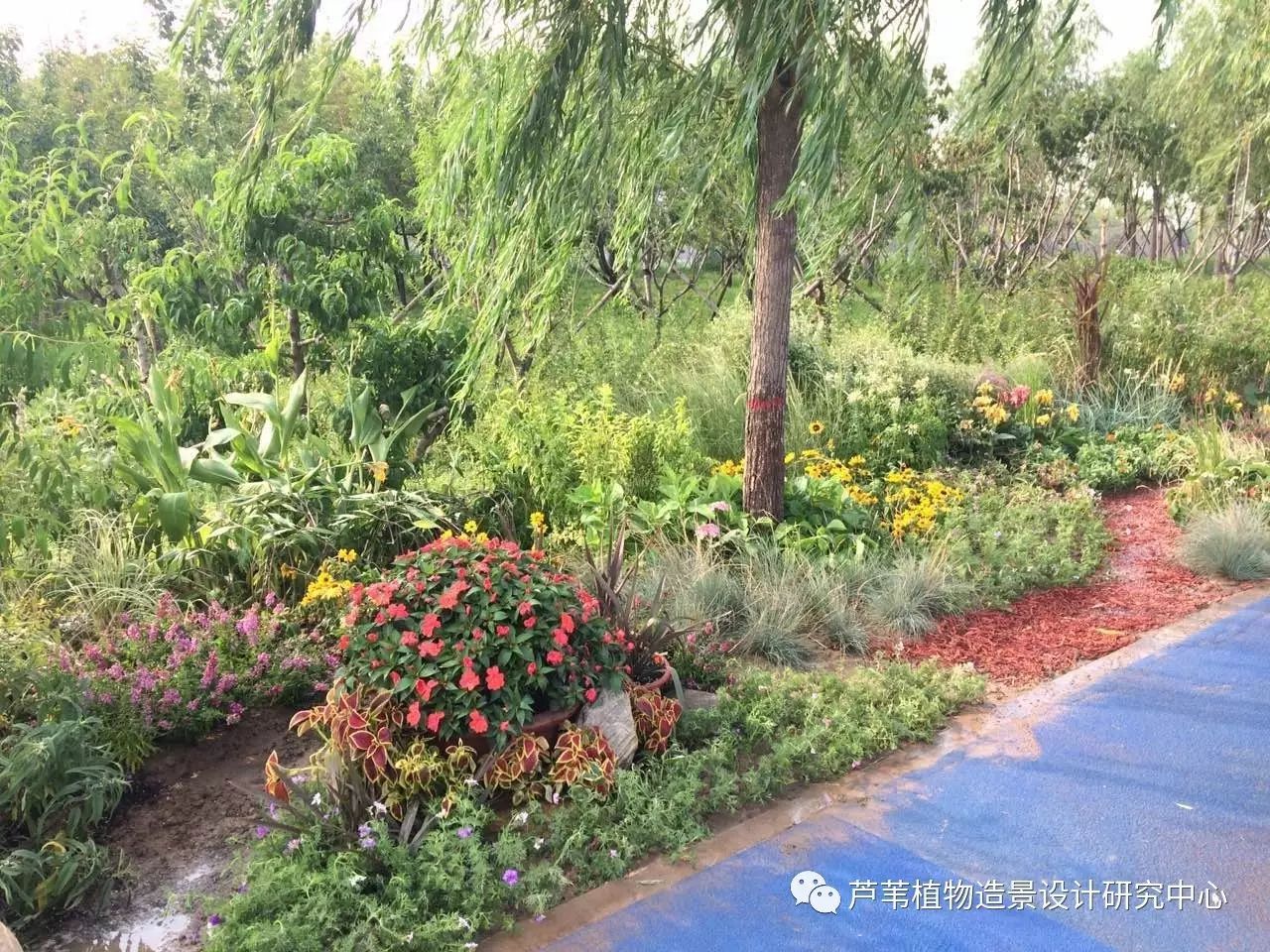 (精彩视频)花境实训营第四季-学员汇报及指导老师精彩点评视频,只在