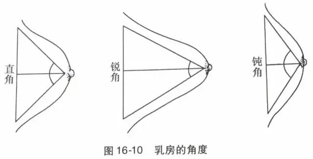 半球型:乳房前突长度约等于乳房基部半径,形态浑圆丰满,最具美感.