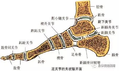 其实脚上的骨头不是天然长在一起的一整块,是好几块「小骨头」.