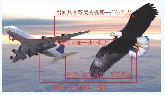 鸟类飞行空气动力学对..