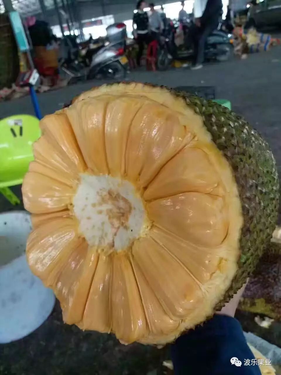 遇见波乐菠萝蜜,来一次甜蜜的碰撞吧