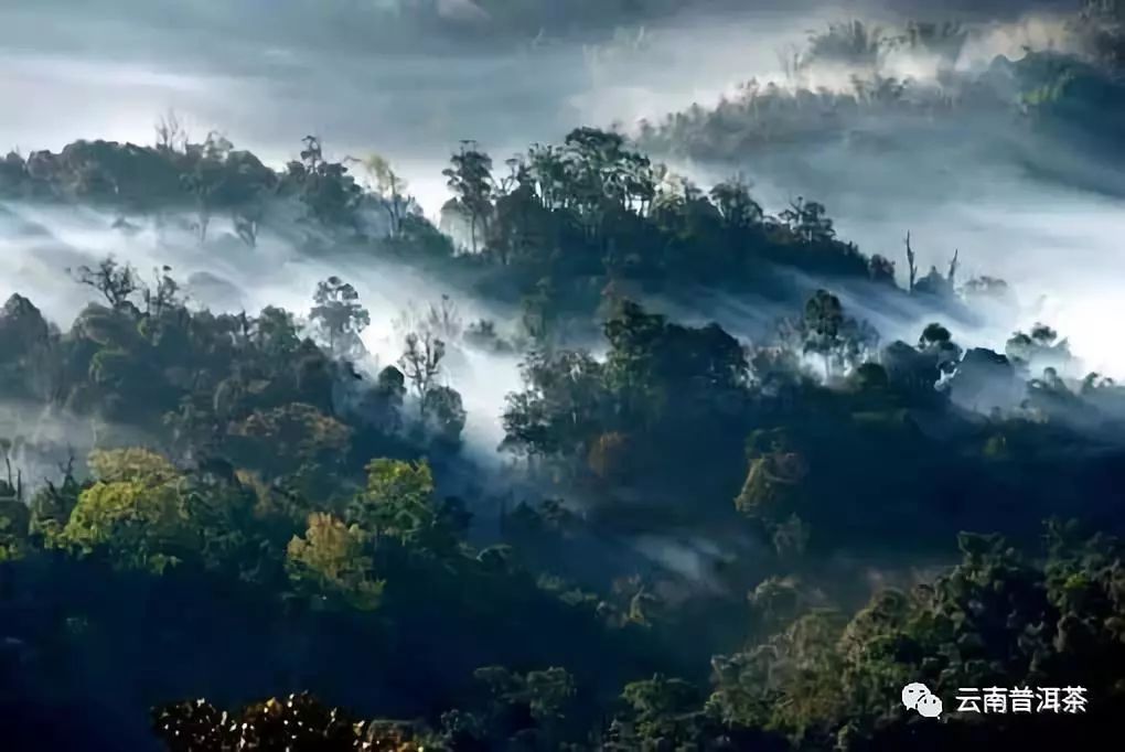老班章，冰岛，你喝到是这样的吗？