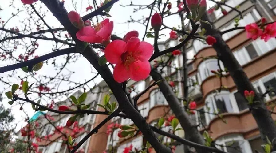 第1393季【湿地秦风】潘瑞枝：部编版八上第二单元写作教学设计