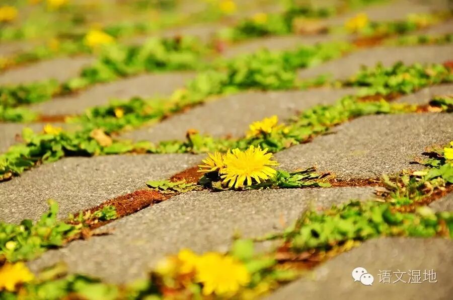 第1087季【湿地豫见】追随《散步》的脚印，温故而知新