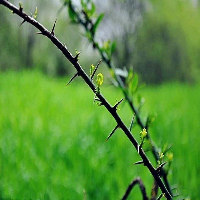 【志耀专栏】听春