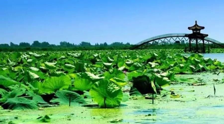 第1422季【湿地阅读】《白洋淀纪事》名著阅读，且看周忠玉老师如何做？
