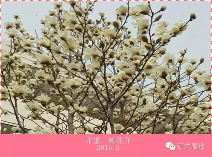 【湿地随笔】守望一树花开