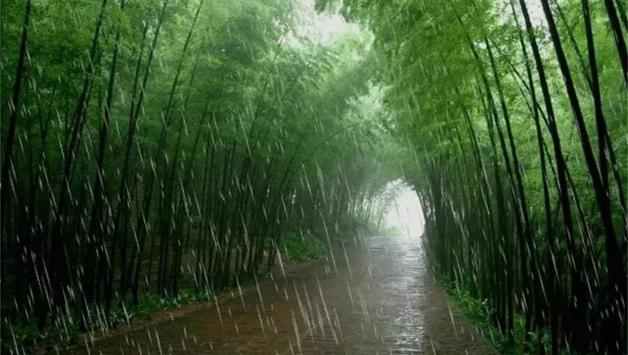 第1542季【湿地豫见】享受春雨，享受春天