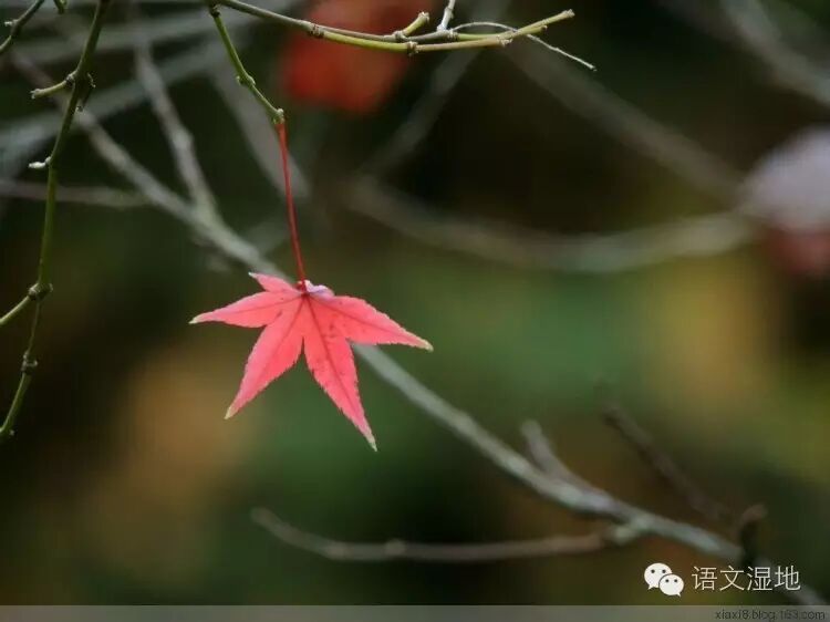 第1055季  【湿地双基】诗歌中的秋的倩影