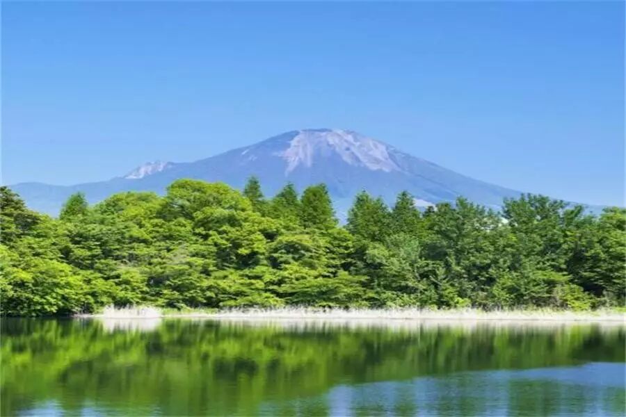 第1241季【湿地豫见】春风十里，不及槐花一枝