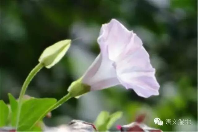 【作文指导】“断指割爱”法写游记——我的一堂作文指导课