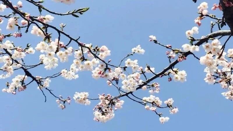 第1611季【湿地阅读】且看孩子们笔下的双喜长啥样儿？