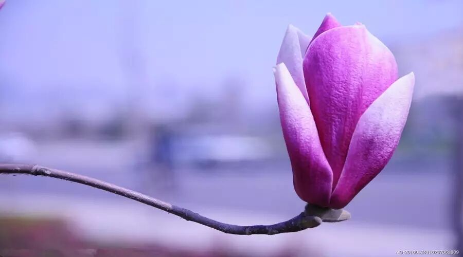 第1280季【湿地悦享】：每一朵花，都有一个故事，哪一朵属于你呢？