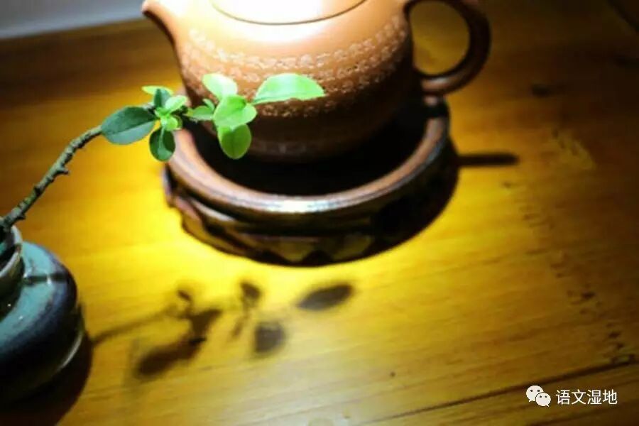 第1163季【湿地阅读】读以致用，教孩子写点儿散文诗